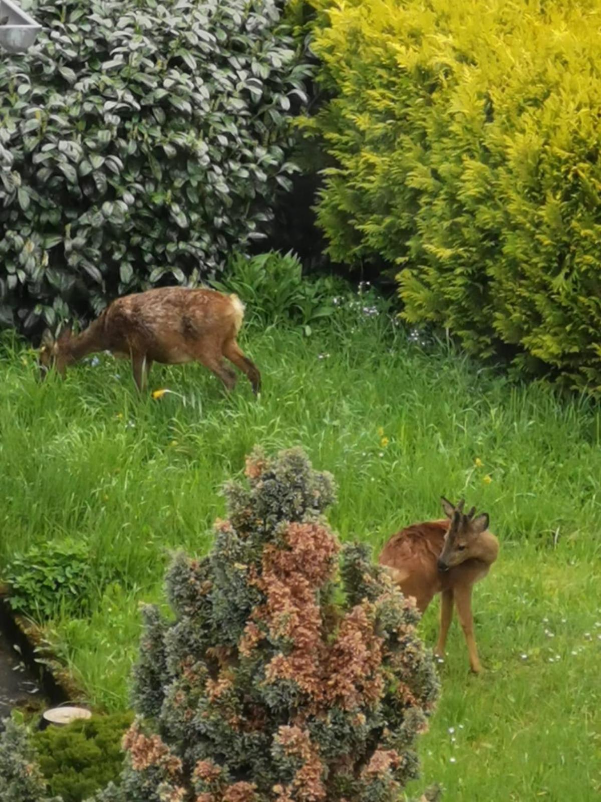 Ferienwohnung In Waldrandlage In Nationalpark Schleiden / Eifel Eksteriør bilde