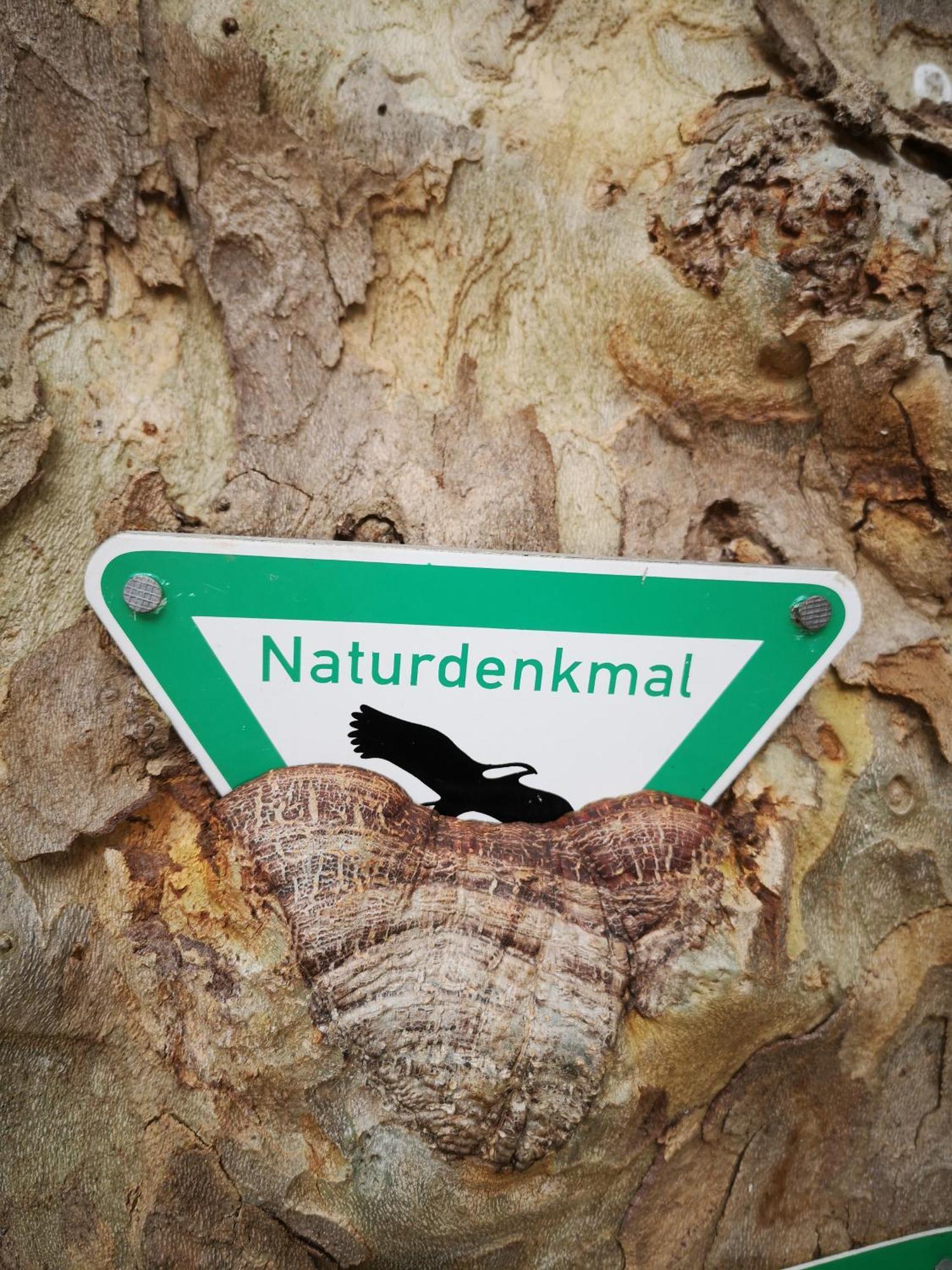 Ferienwohnung In Waldrandlage In Nationalpark Schleiden / Eifel Eksteriør bilde
