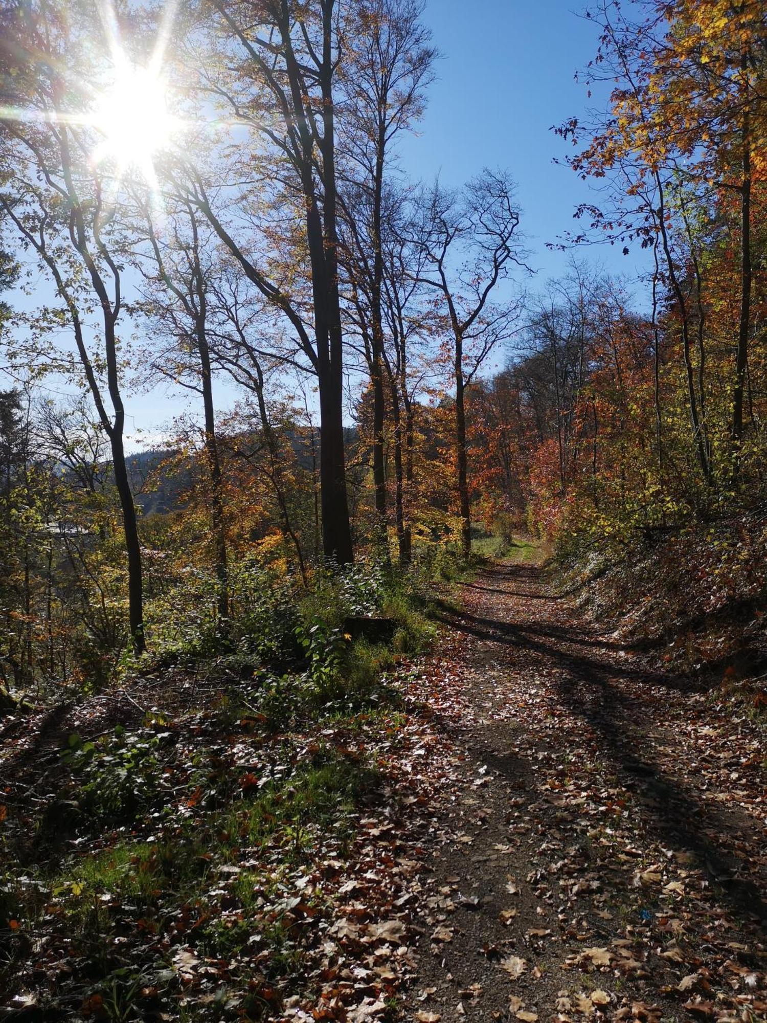 Ferienwohnung In Waldrandlage In Nationalpark Schleiden / Eifel Eksteriør bilde