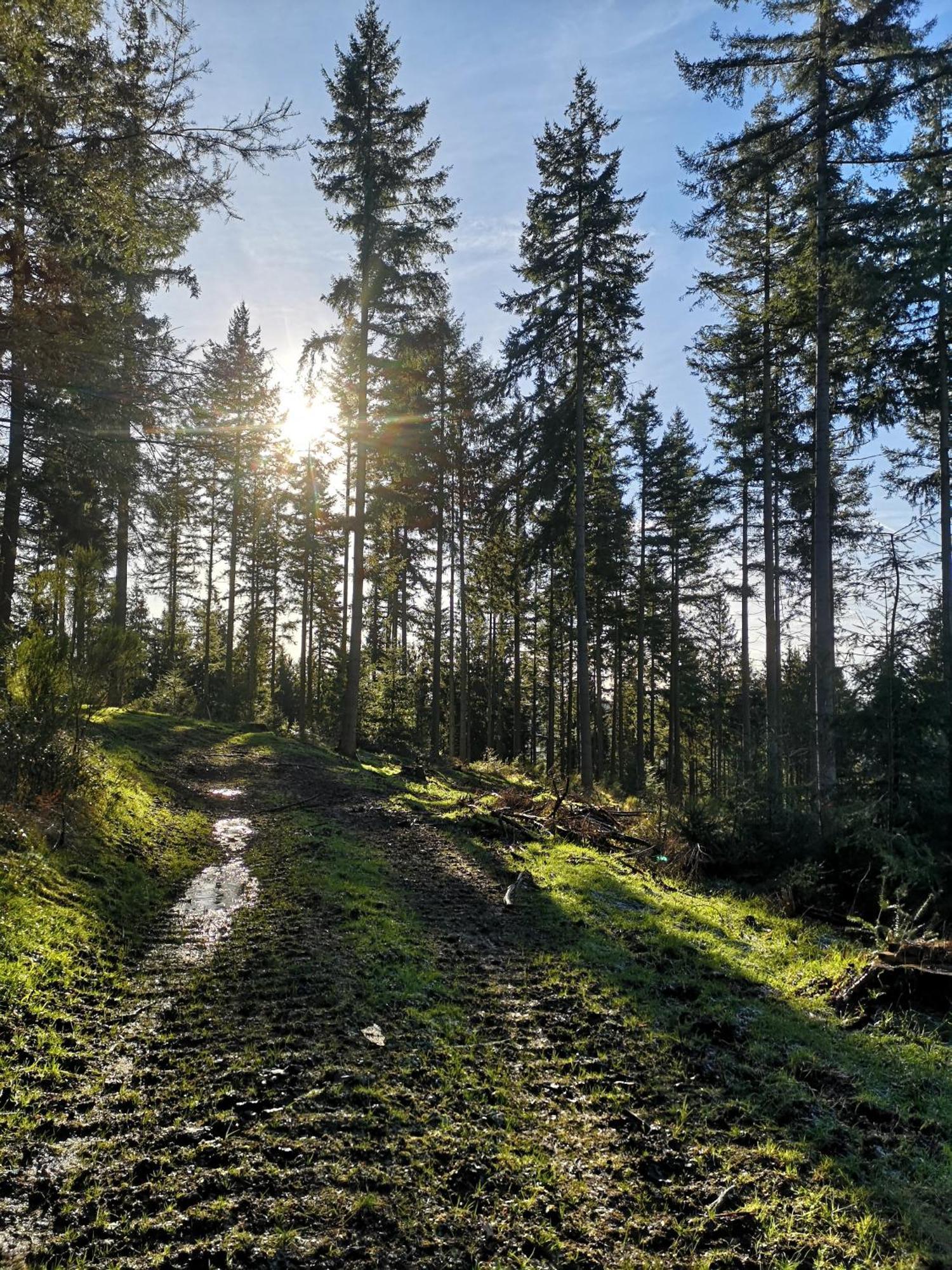 Ferienwohnung In Waldrandlage In Nationalpark Schleiden / Eifel Eksteriør bilde