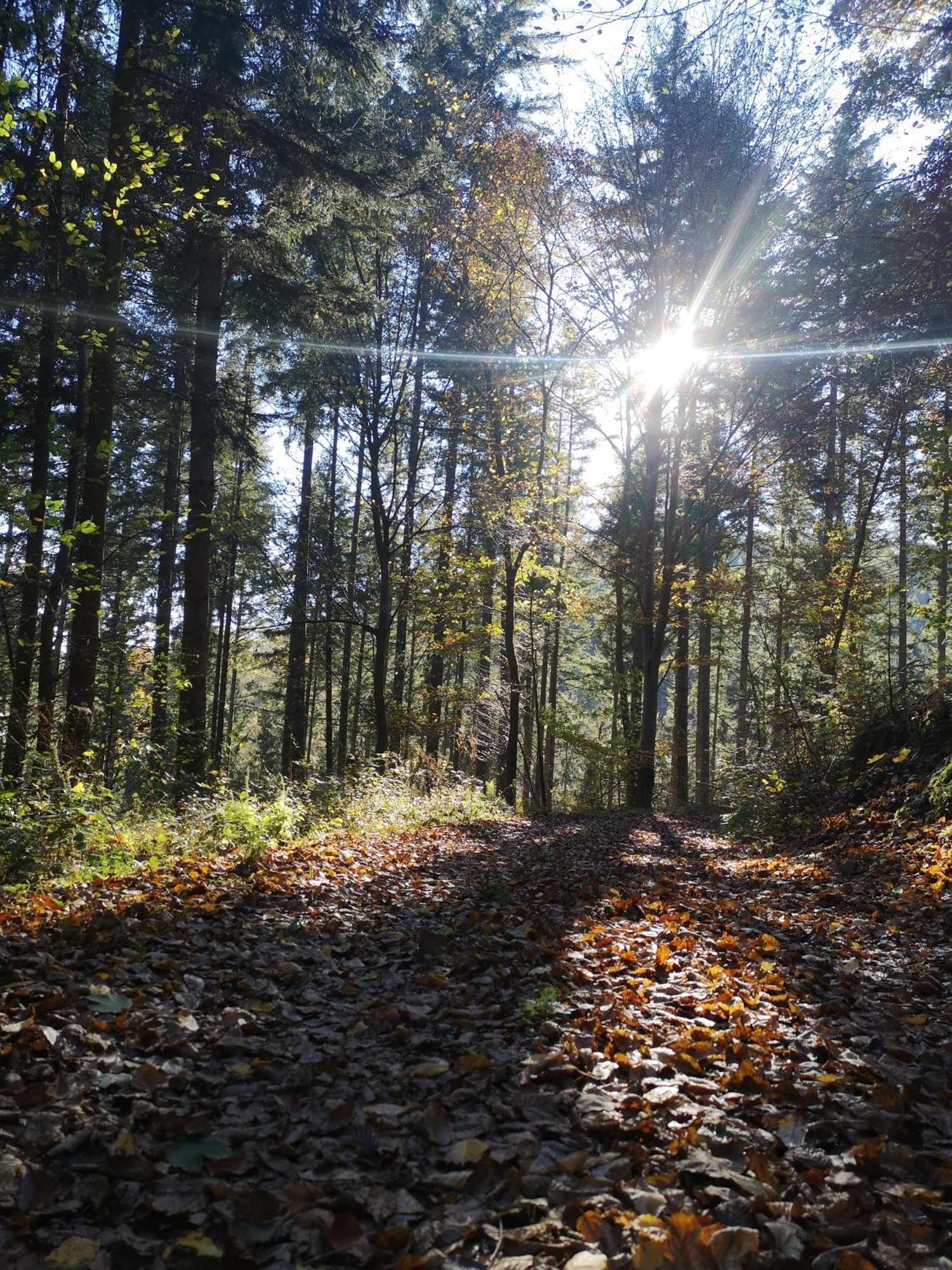 Ferienwohnung In Waldrandlage In Nationalpark Schleiden / Eifel Eksteriør bilde