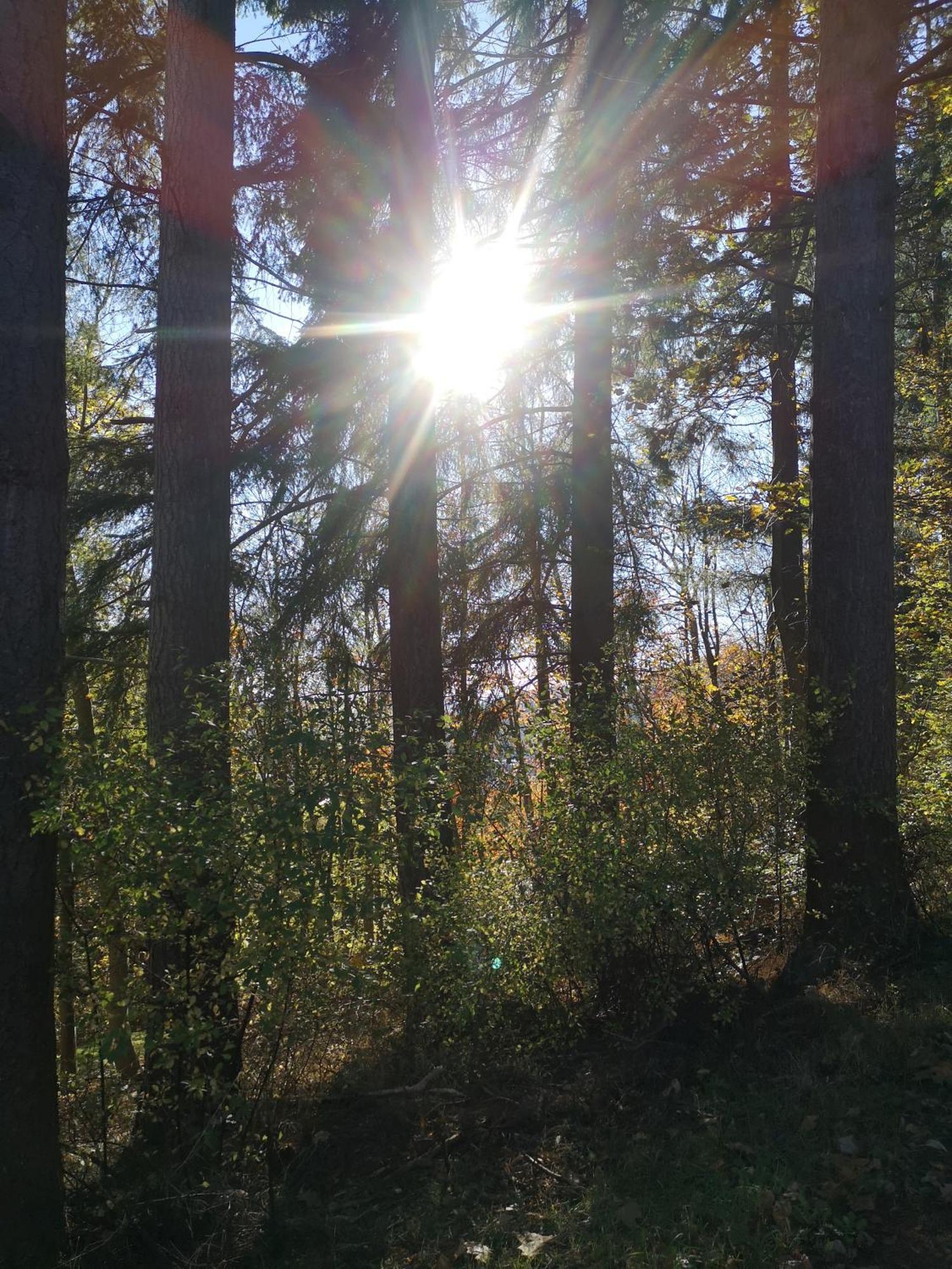 Ferienwohnung In Waldrandlage In Nationalpark Schleiden / Eifel Eksteriør bilde