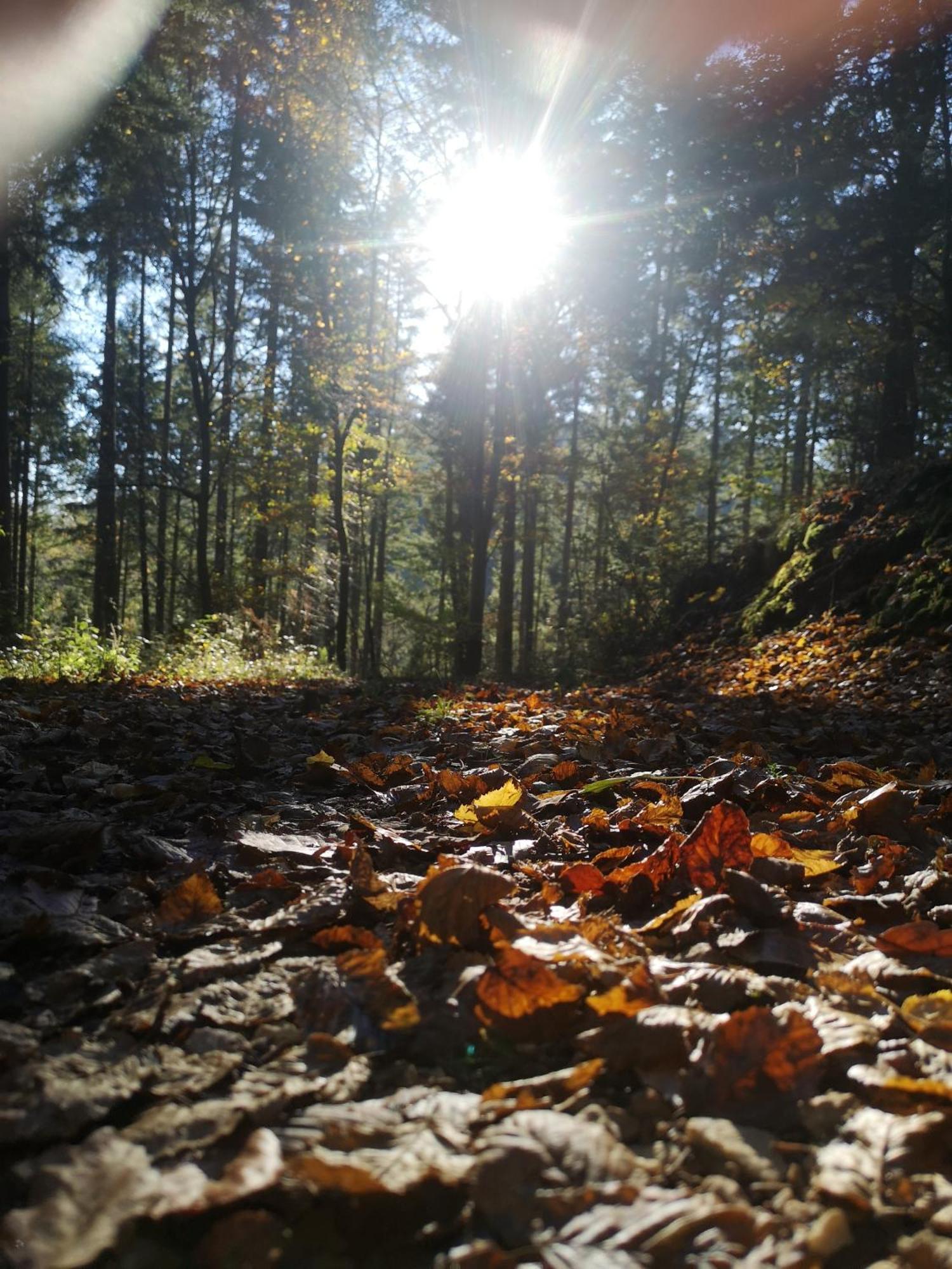 Ferienwohnung In Waldrandlage In Nationalpark Schleiden / Eifel Eksteriør bilde